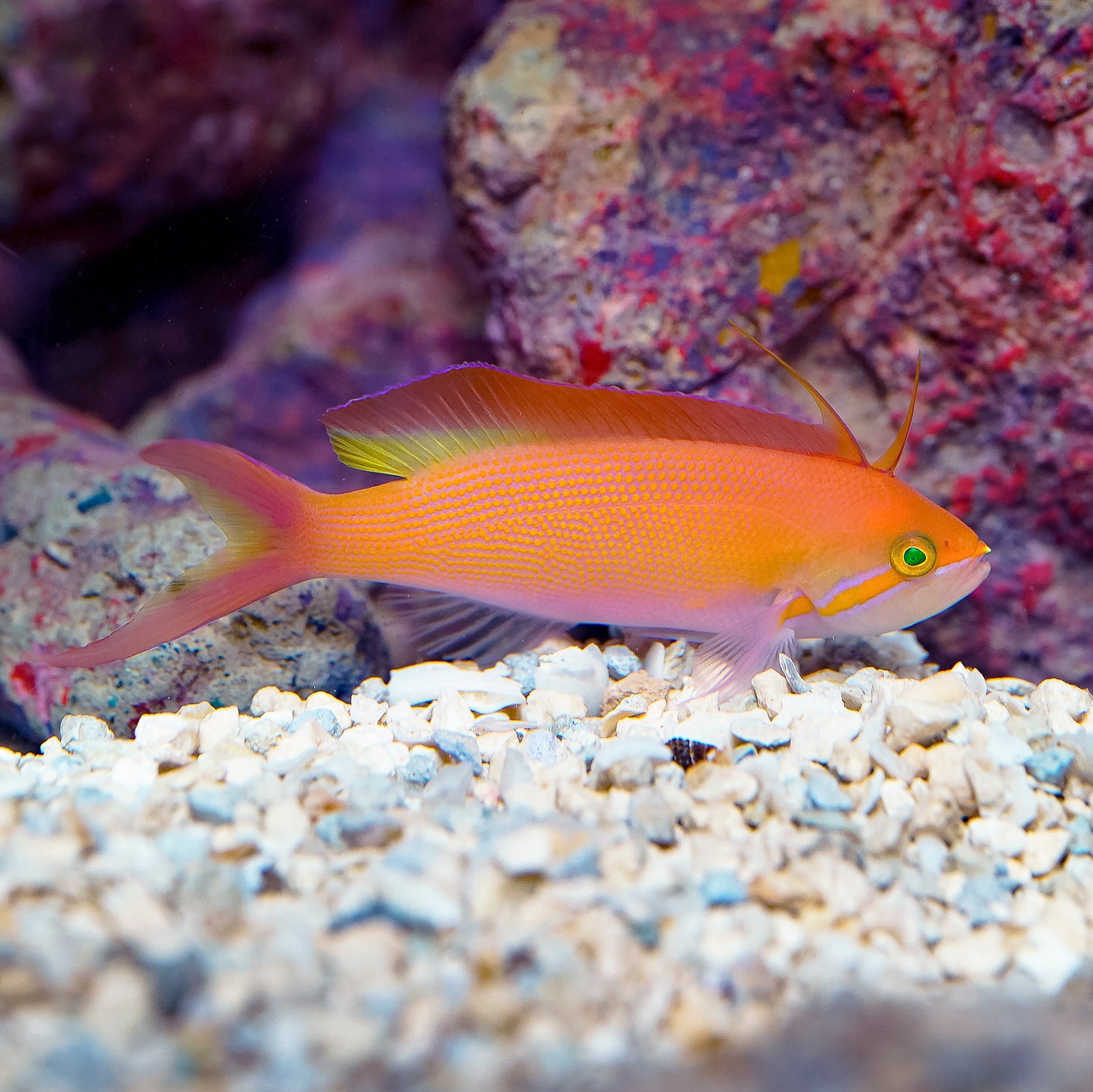 Carberryi Anthias 3.5" WYSIWYG