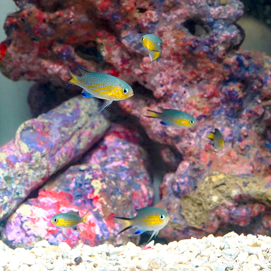 Vanderbilt Chromis 6-Lot 1.25" WYSIWYG