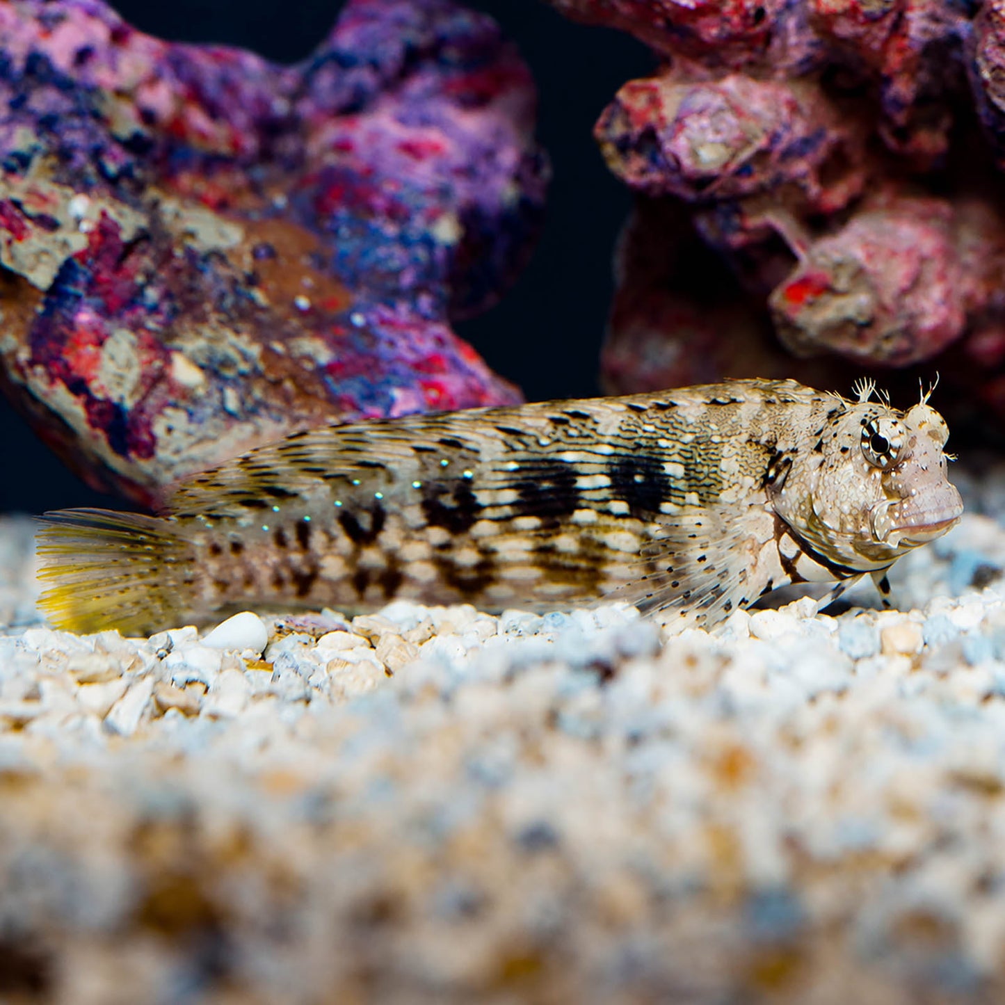 Sailfin/Algae Blenny 4.5" WYSIWYG