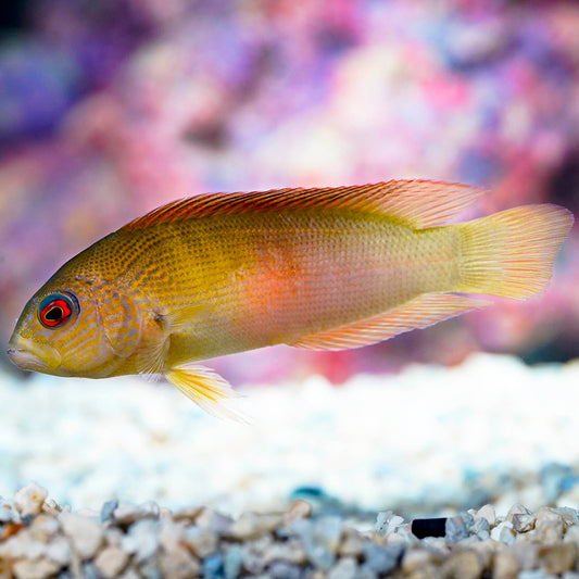 Dampiera Dottyback 4" WYSIWYG
