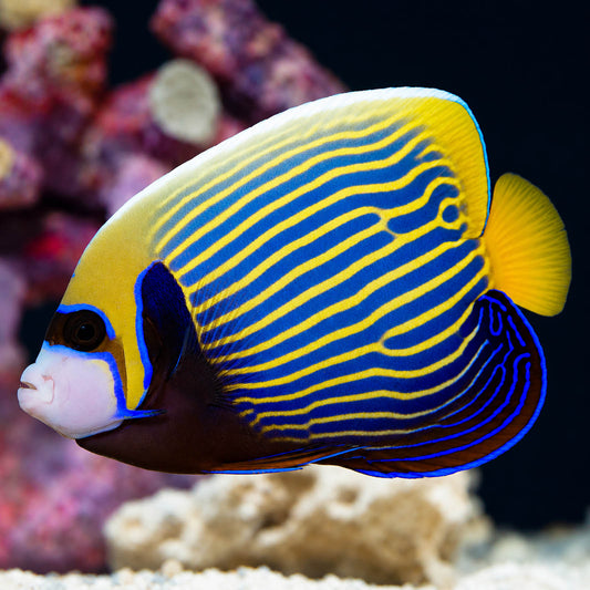 Emperor Angelfish Adult 5.75" WYSIWYG