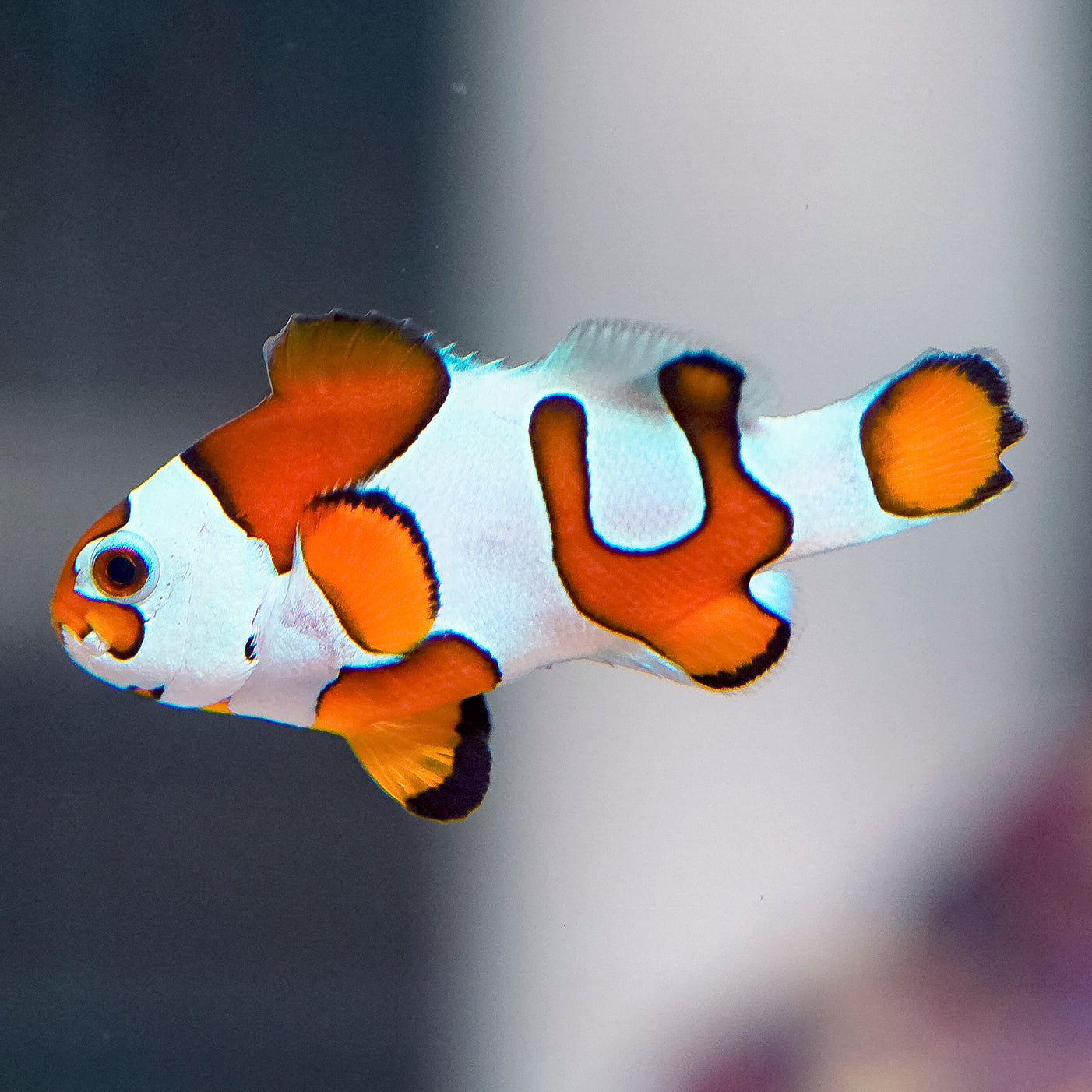 Orange Storm Clownfish 1.5" WYSIWYG