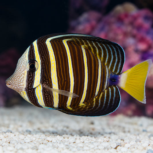 Sailfin Tang 4.25" WYSIWYG