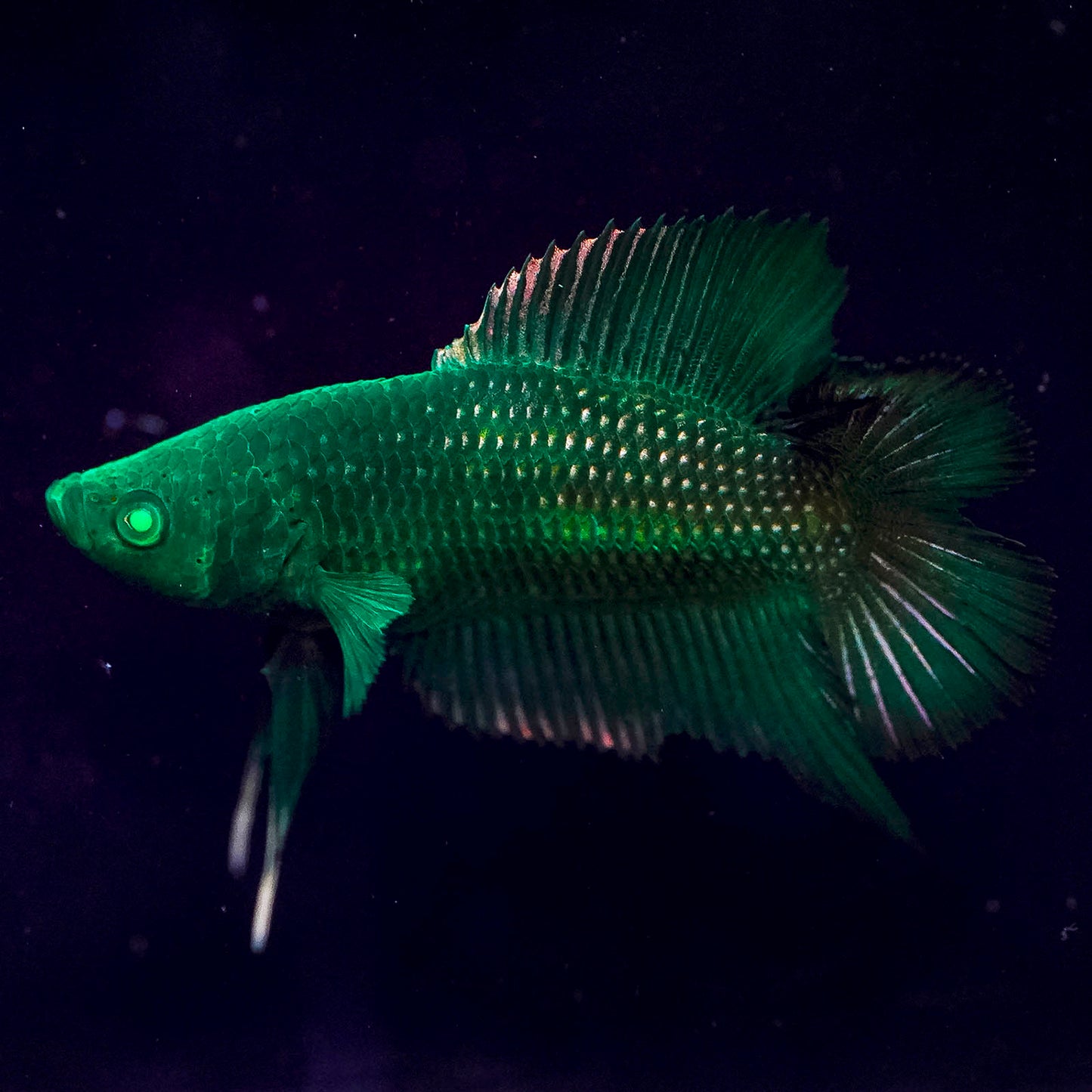 Emerald-Eyed Phantom Betta - Green Doubletail Plakat WYSIWYG