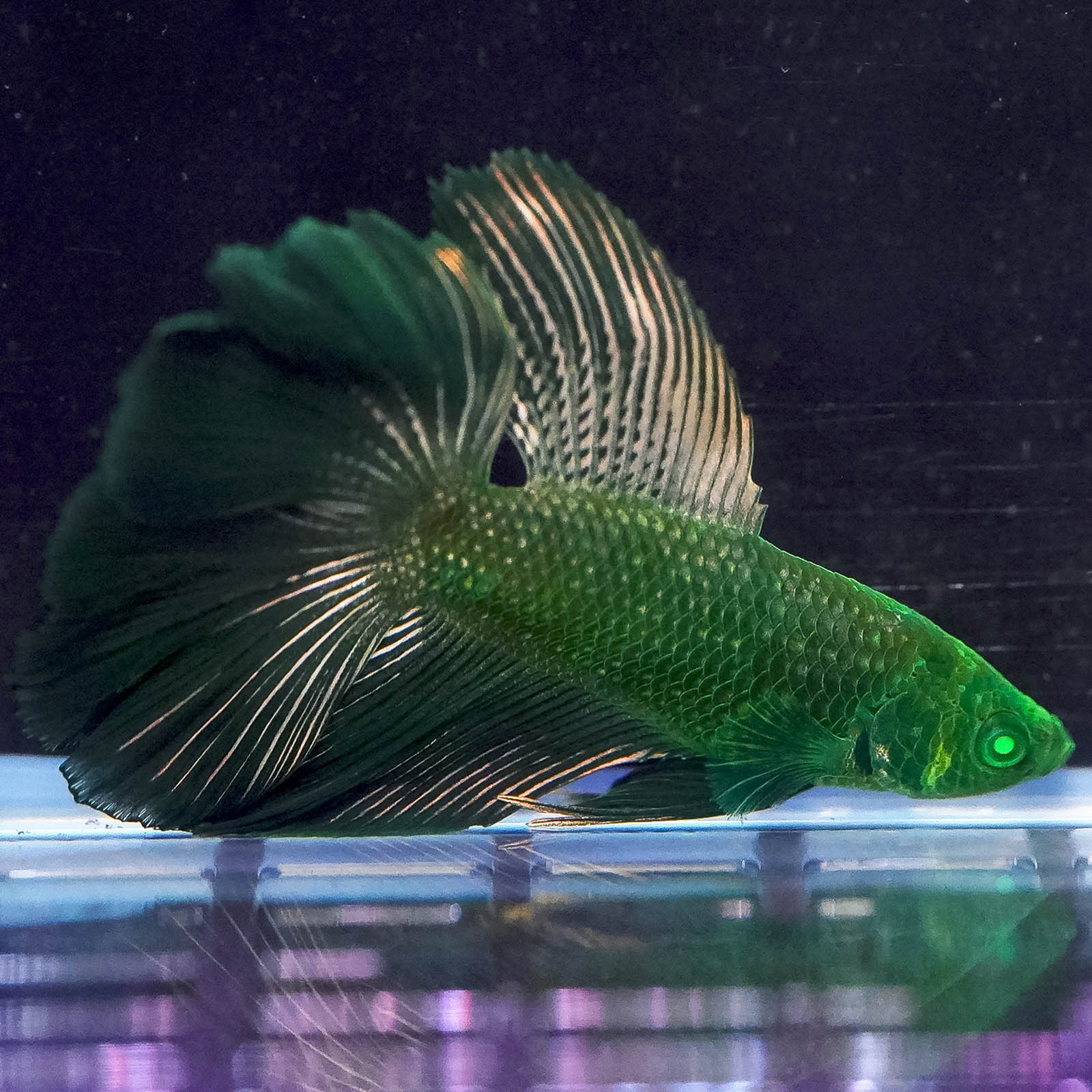 Gfreen Fish Green Tropical Fish Species