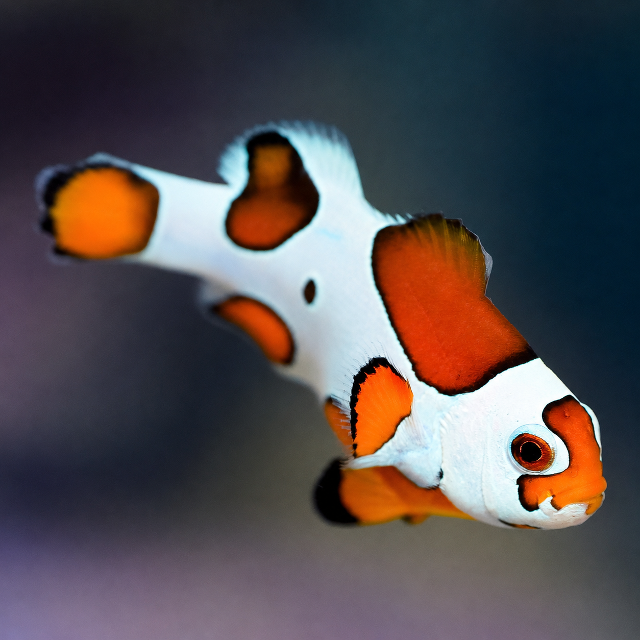 Orange Storm Clownfish 1.5" WYSIWYG