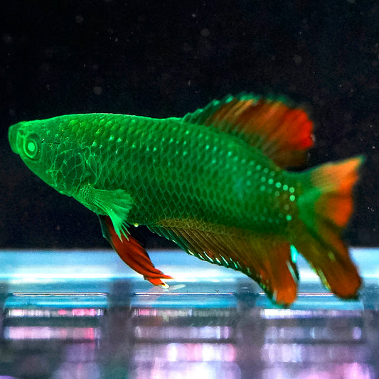 Emerald-Eyed Phantom Betta - Green & Red Doubletail Plakat WYSIWYG
