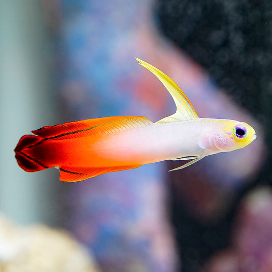 Firefish Goby 2.75" WYSIWYG