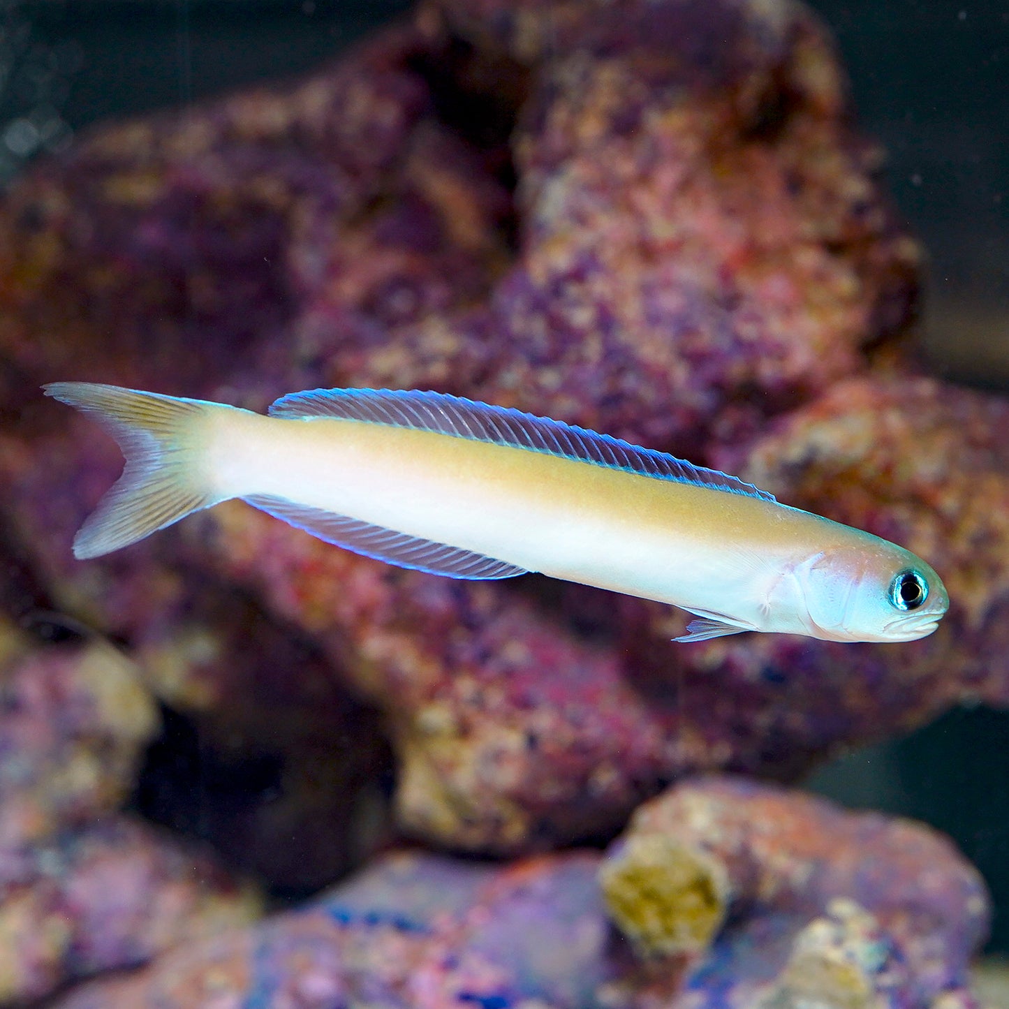 Dusky Tilefish 5" WYSIWYG
