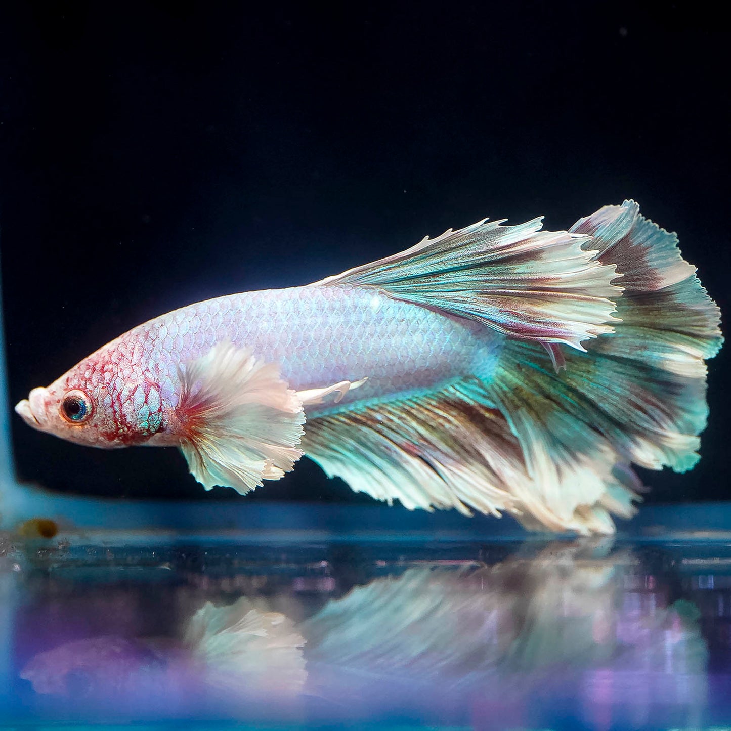 Rose Petal Betta - White, Blue and Red WYSIWYG