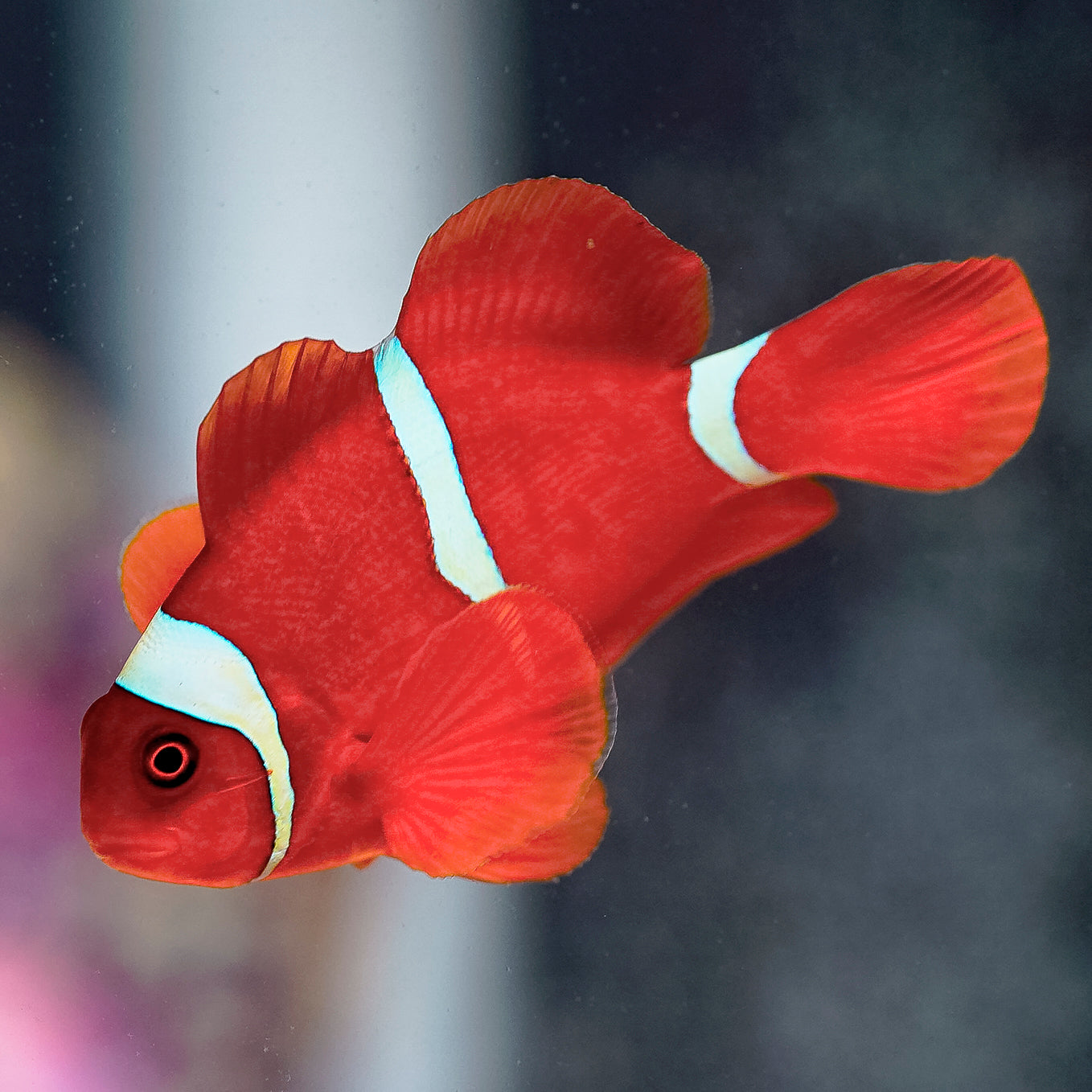 Maroon Clownfish 2.75" WYSIWYG