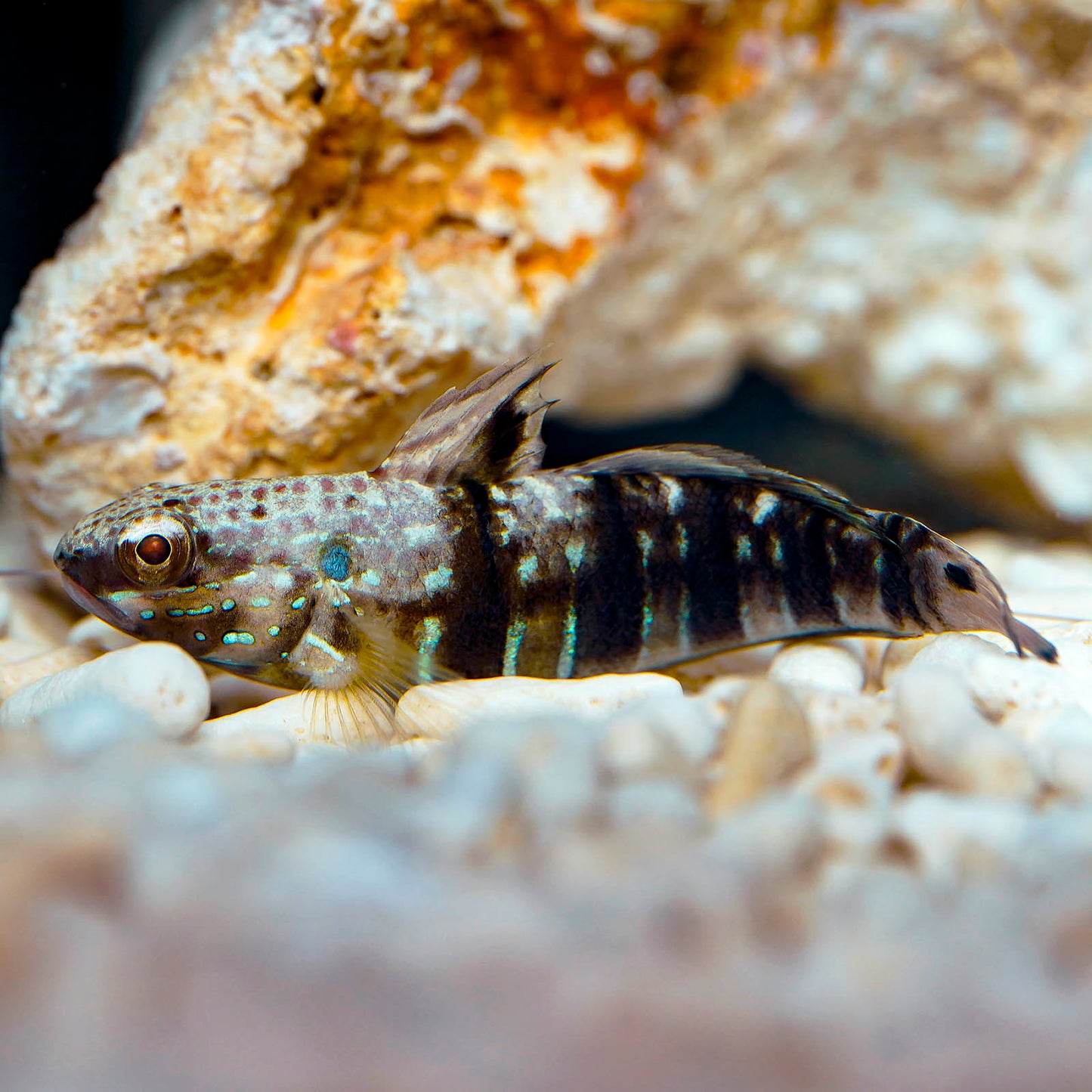 Sleeper Banded Goby 2" WYSIWYG