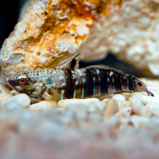 Sleeper Banded Goby 2" WYSIWYG