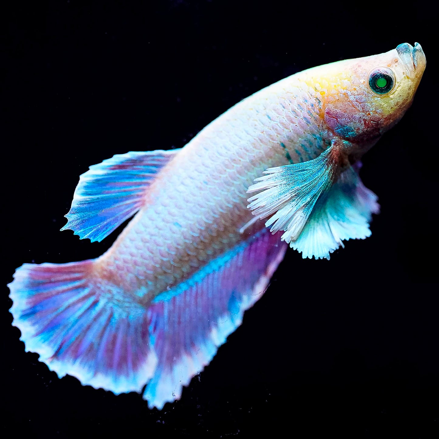 Emerald-Eyed Phantom Betta - White, Blue, Purple & Yellow Plakat WYSIWYG