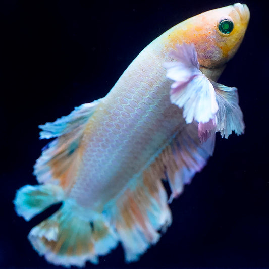 Emerald-Eyed Phantom Betta - White, Blue, Purple & Yellow Plakat WYSIWYG