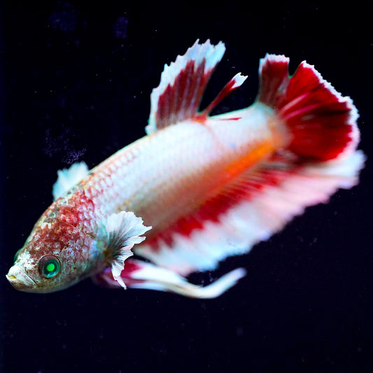 Emerald-Eyed Phantom Betta - White & Red Plakat WYSIWYG
