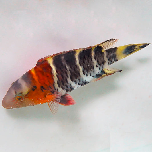 Red Breast Wrasse 6" WYSIWYG