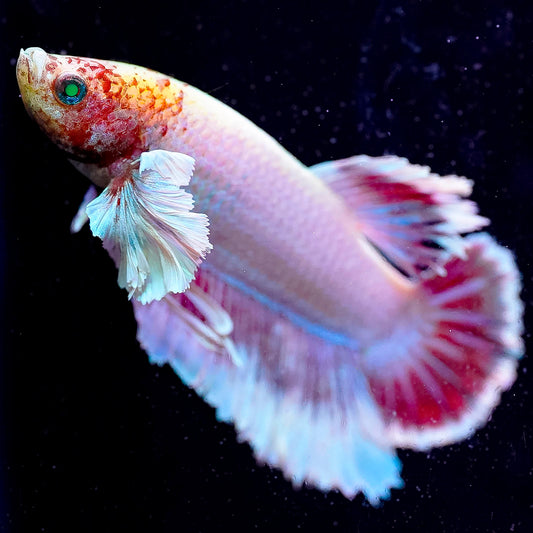 Emerald-Eyed Phantom Betta - White, Red, Blue, & Yellow Plakat WYSIWYG