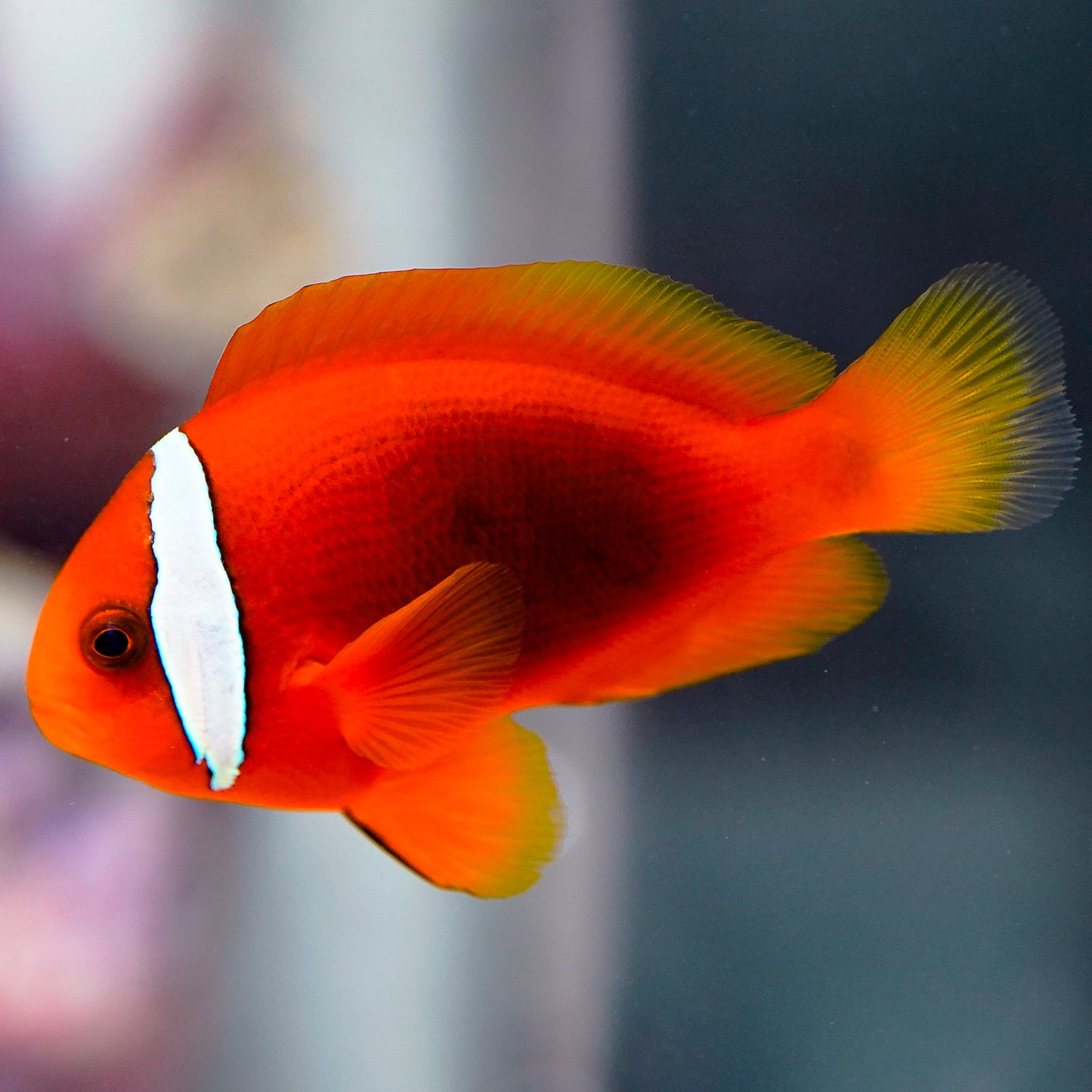 Tomato Clownfish 2.5" WYSIWYG