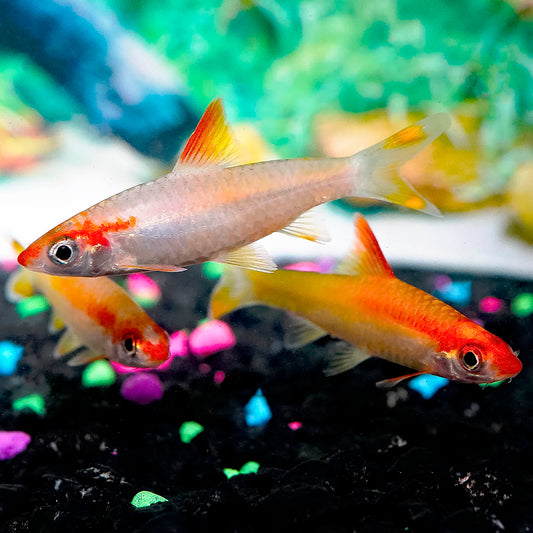 Golden Denison Barb 3-Lot 2" WYSIWYG