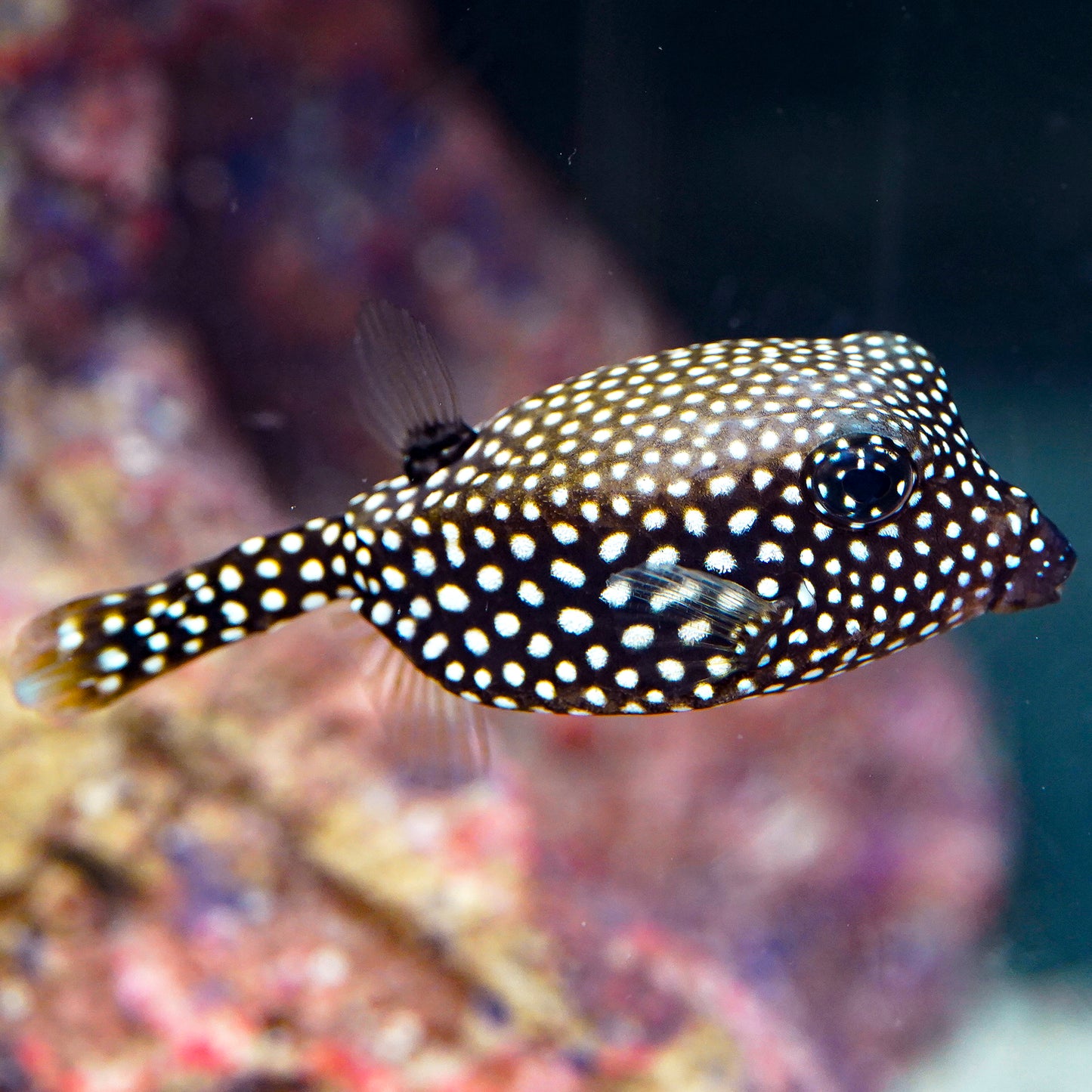 Boxfish EXPERT ONLY 2" WYSIWYG