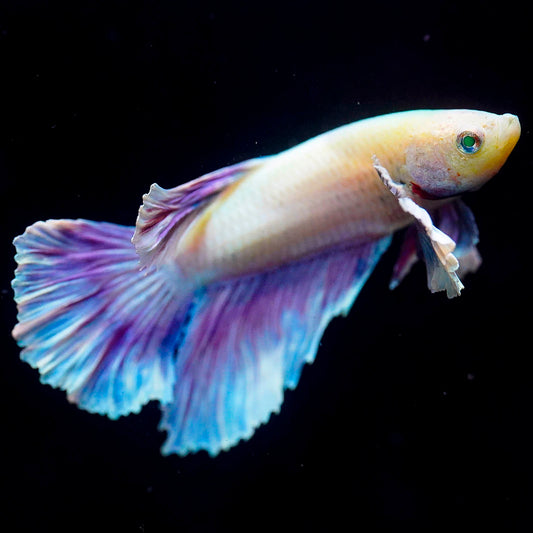 Emerald-Eyed Phantom Betta - White, Blue, Purple & Yellow Plakat WYSIWYG