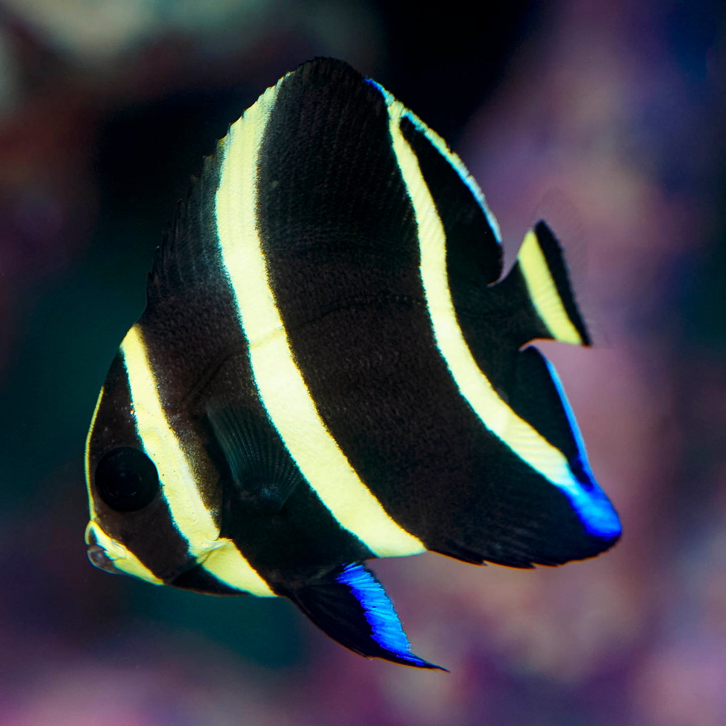 French Angelfish Juvenile 1.5" WYSIWYG