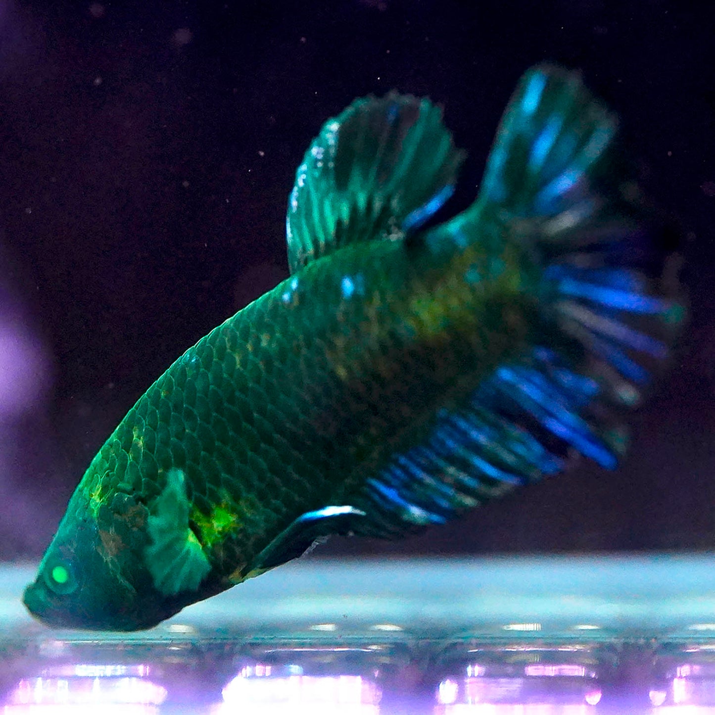 Emerald-Eyed Phantom Betta - Green & Blue Doubletail Plakat WYSIWYG