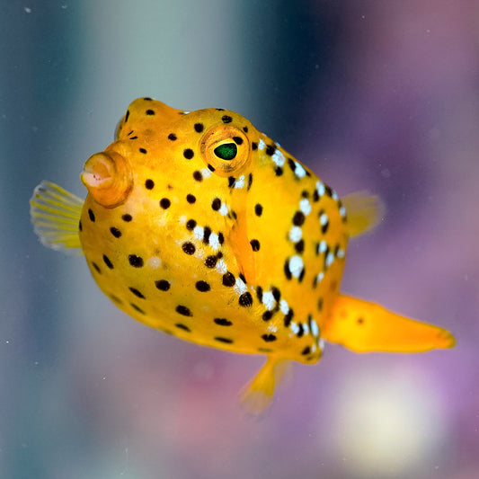 Cubicus Boxfish EXPERT ONLY 2.5" WYSIWYG