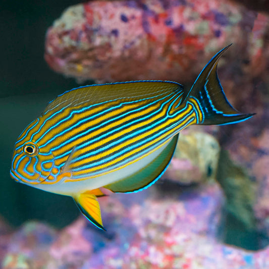 Clown Tang 3.25" WYSIWYG