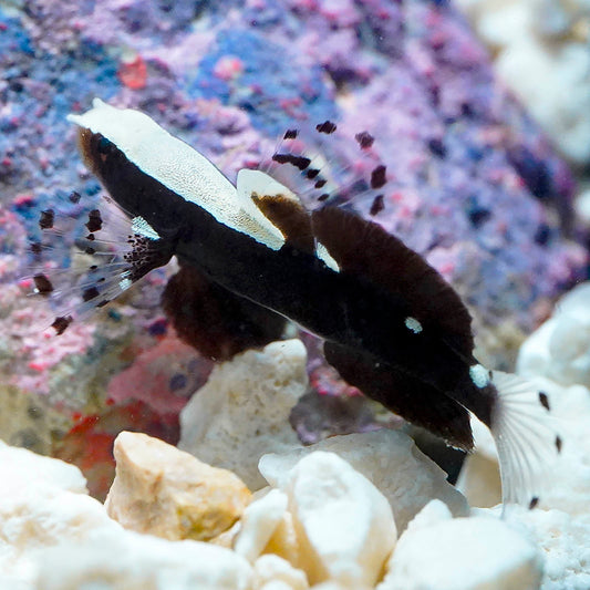 White Cap Goby 1.25" WYSIWYG