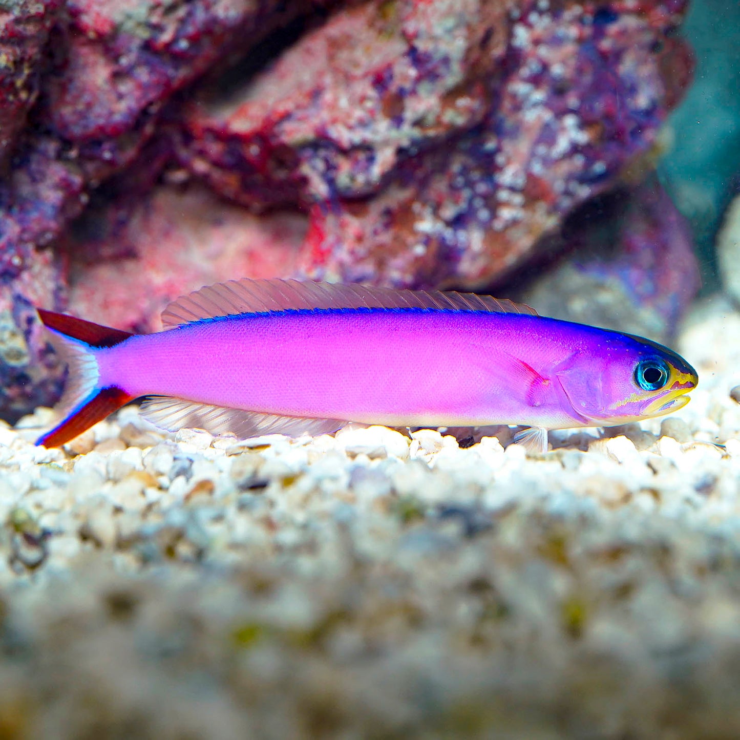 Purple Tilefish 4.5" WYSIWYG