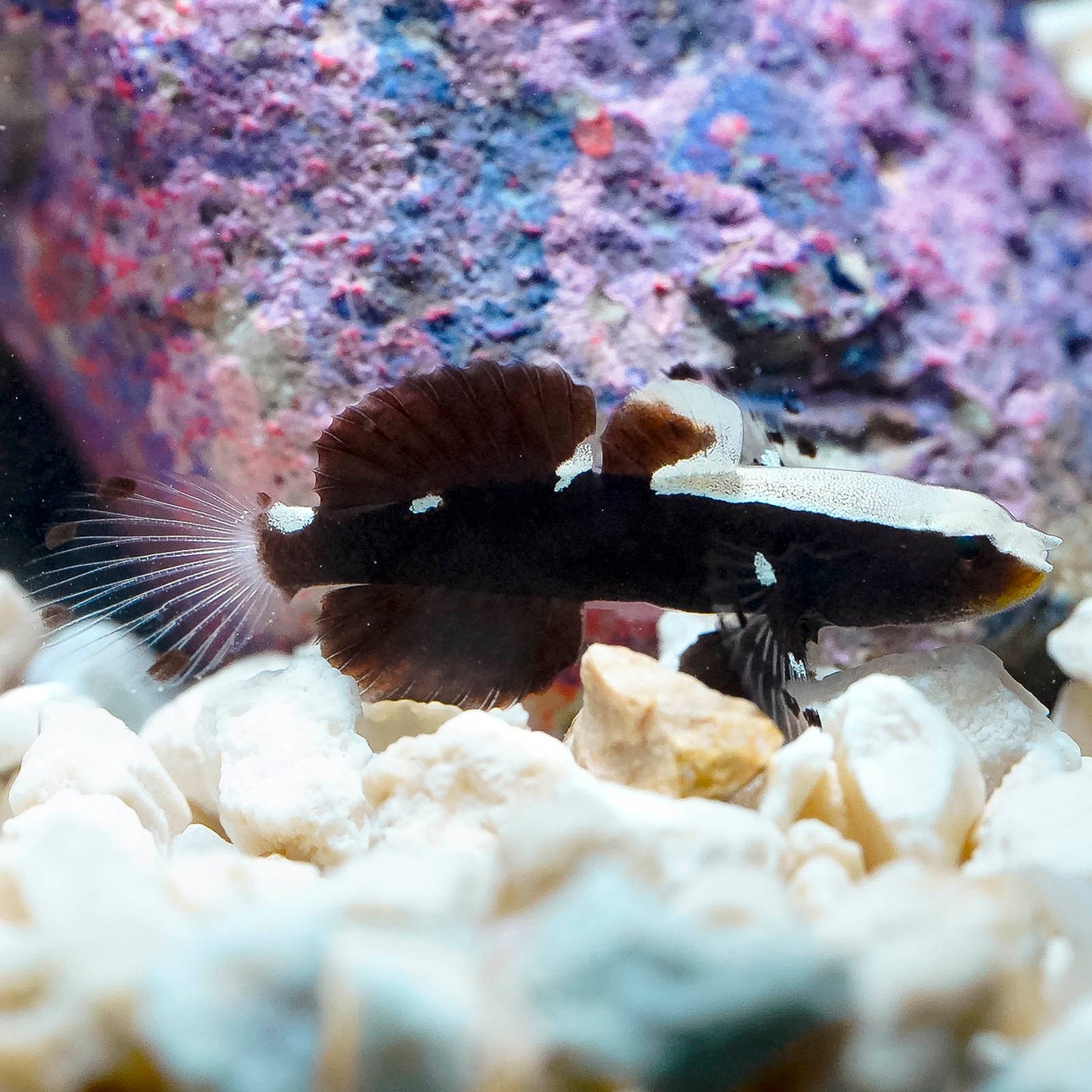 White Cap Goby 1.25" WYSIWYG