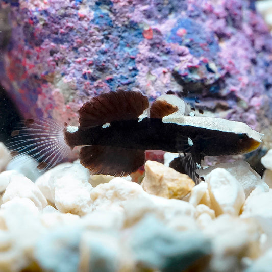 White Cap Goby 1.25" WYSIWYG