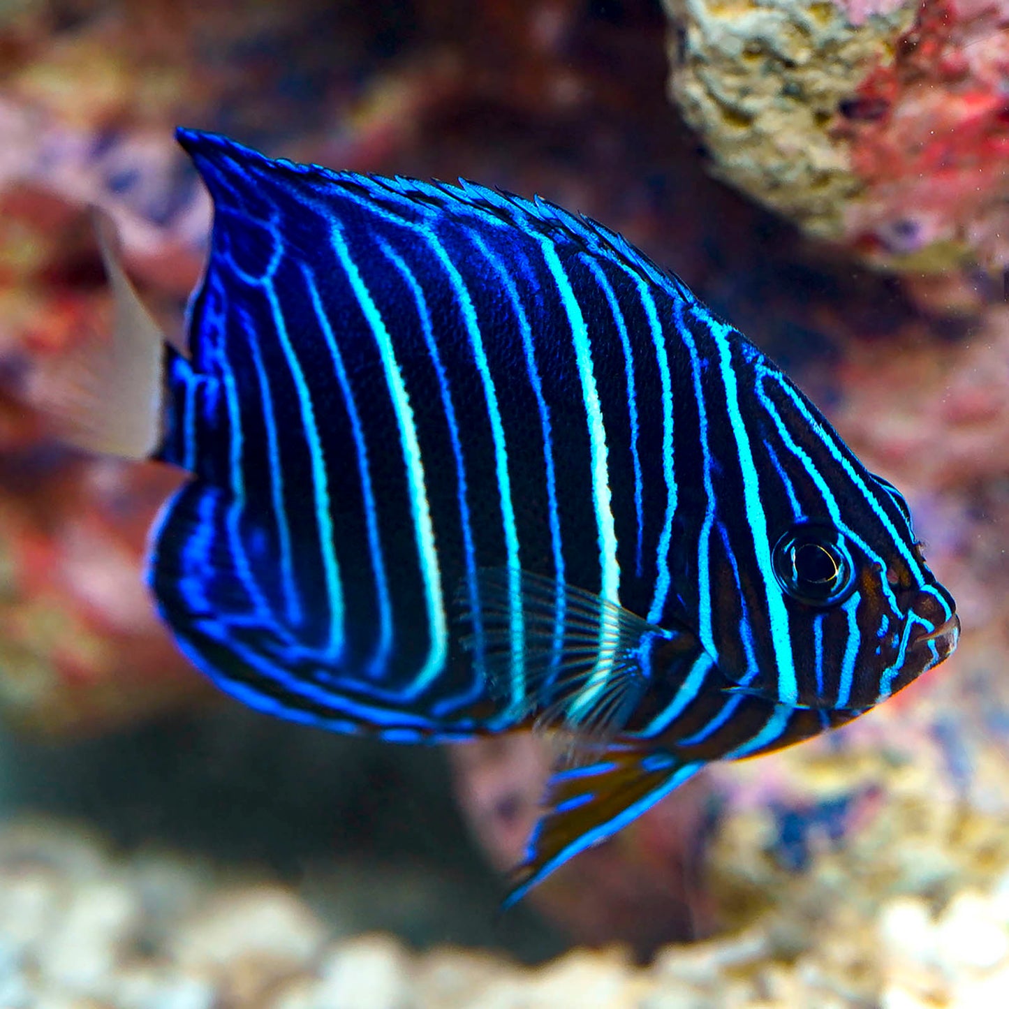 Blueface Angelfish Juvenile 2.75" WYSIWYG