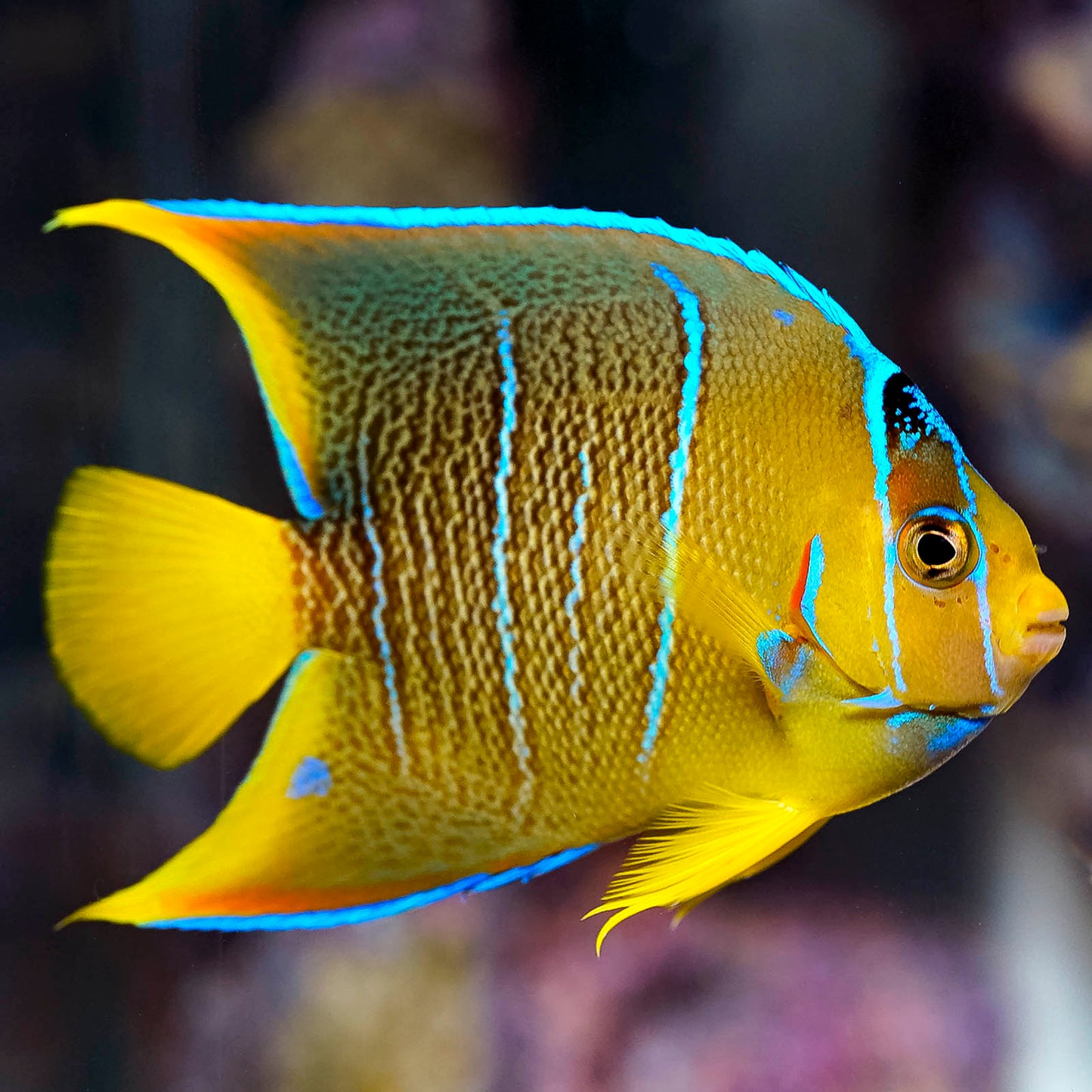 Blue Angelfish 4" WYSIWYG