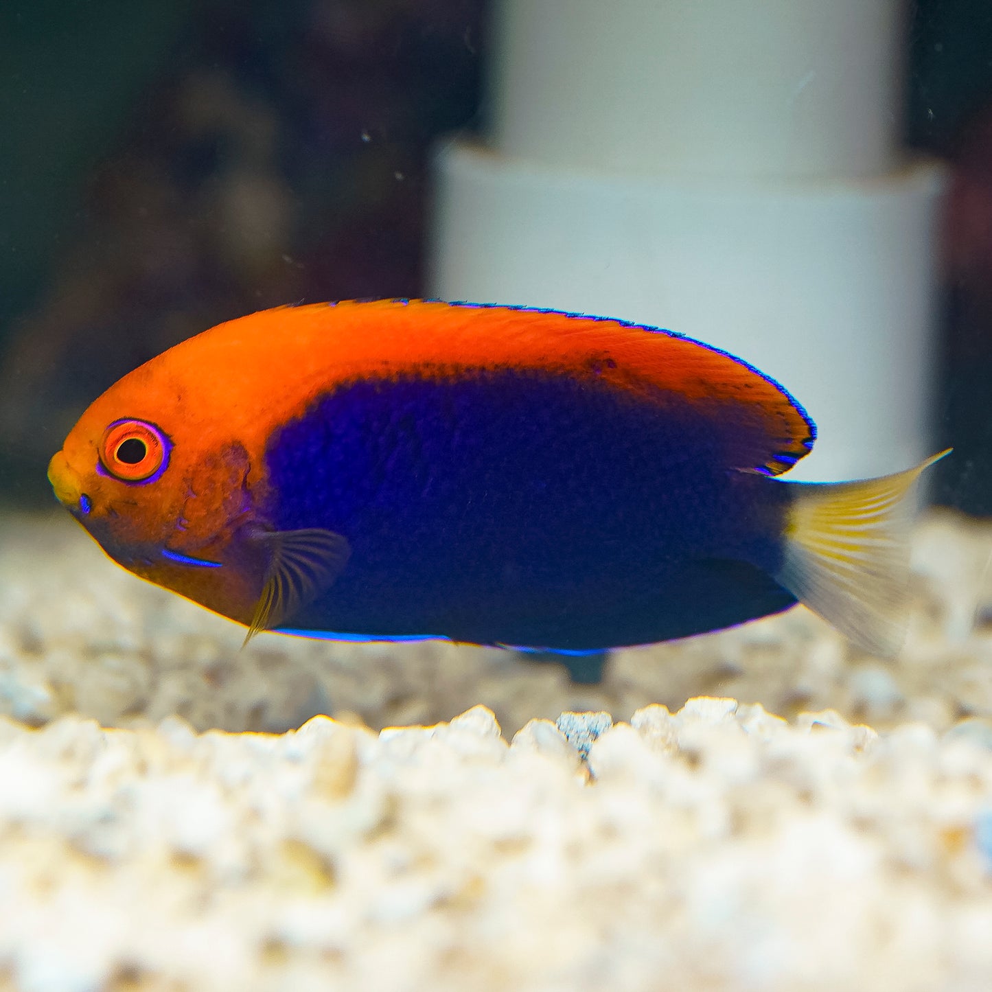 Flameback Angelfish 2.5" WYSIWYG