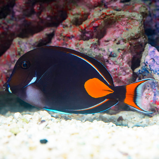 Achilles Tang EXPERT ONLY 4.75" WYSIWYG