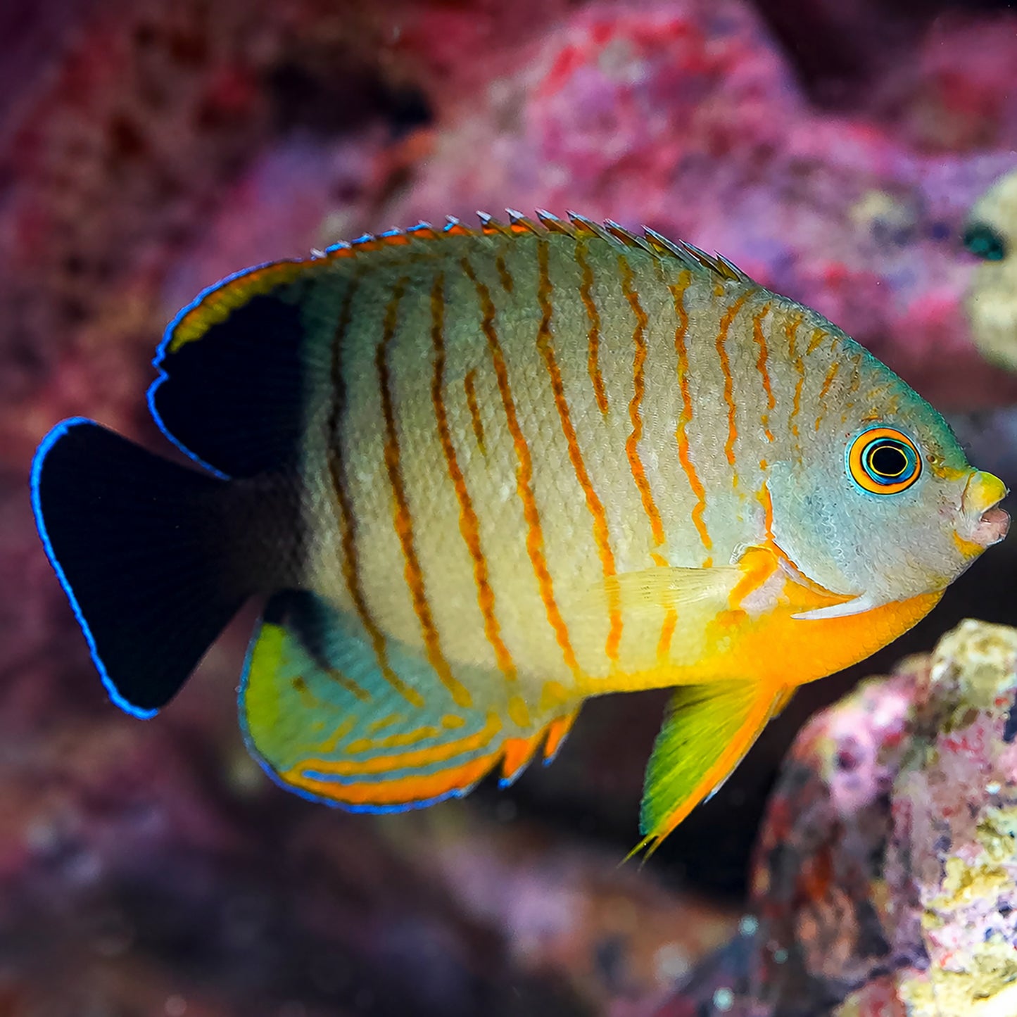 Red Stripe Angelfish 3.25" WYSIWYG