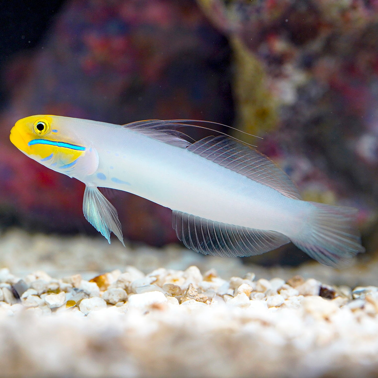 Sleeper Gold Head Goby 3.75" WYSIWYG