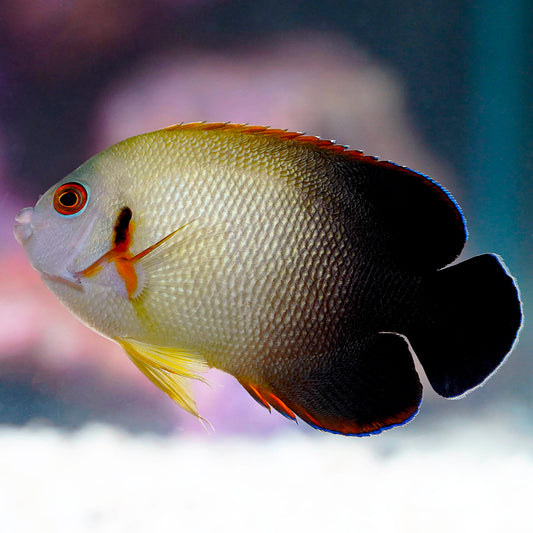 Half Black Angelfish 3.25" WYSIWYG
