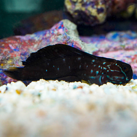 Black Combtooth Blenny 3.5" WYSIWYG
