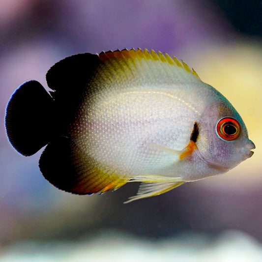 Half Black Angelfish 1.5" WYSIWYG