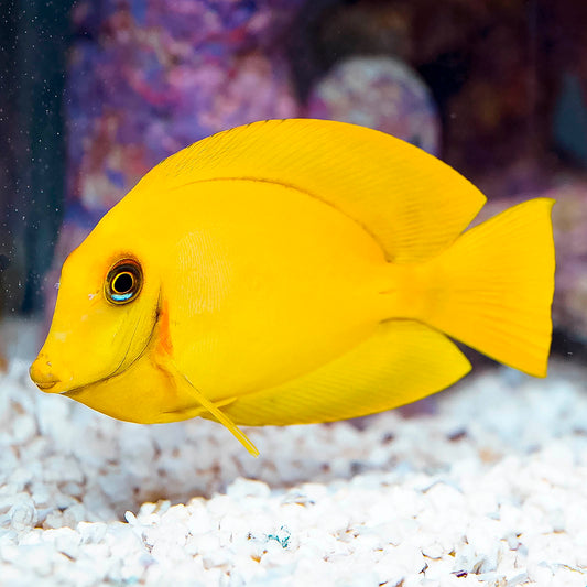 Fijian Mimic Lemon Peel Tang 3.5" WYSIWYG