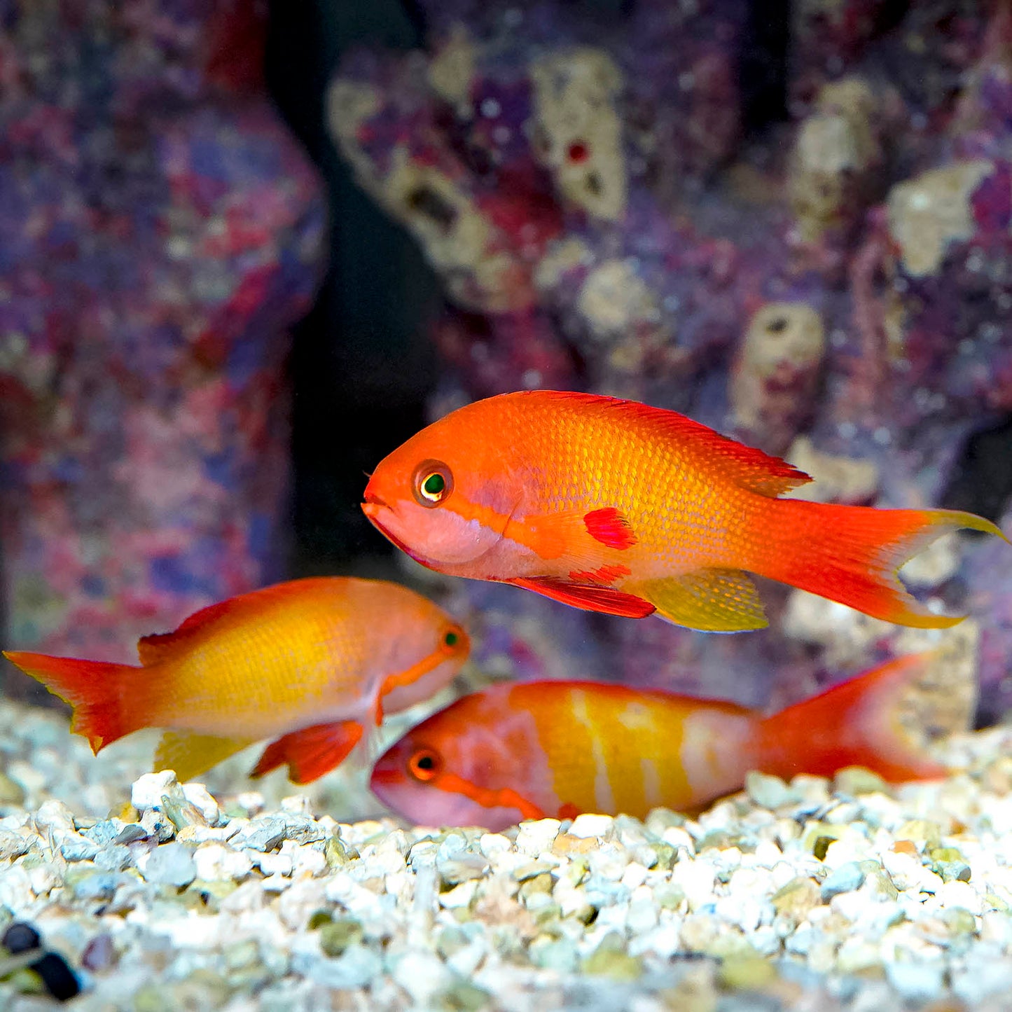 Red-Bar Anthias 3-Lot 2.75" WYSIWYG