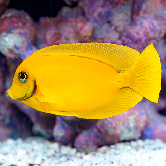 Fijian Mimic Lemon Peel Tang 4.25" WYSIWYG