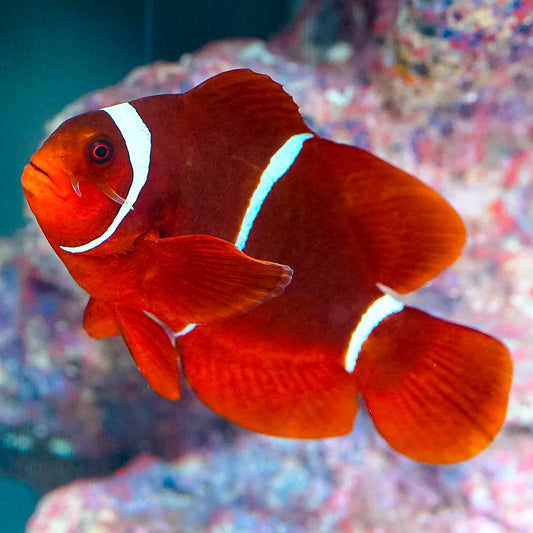 Maroon Clownfish 3.25" WYSIWYG