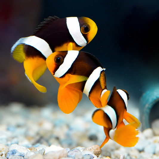 Clarkii Clownfish 3-Lot 1.5" WYSIWYG