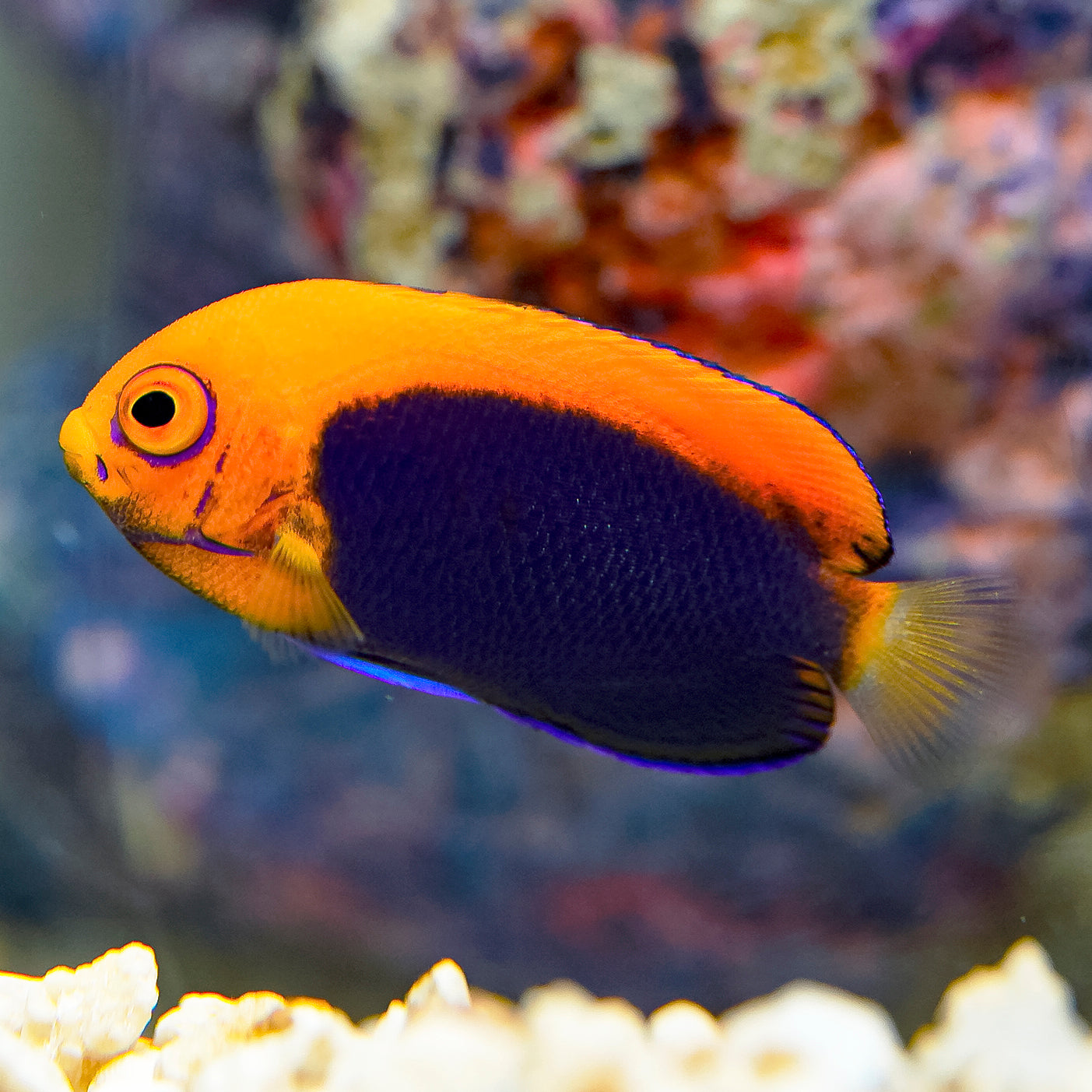 Flameback Angelfish 1.5" WYSIWYG