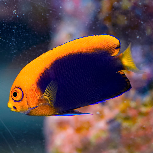 Flameback Angelfish 1.75" WYSIWYG